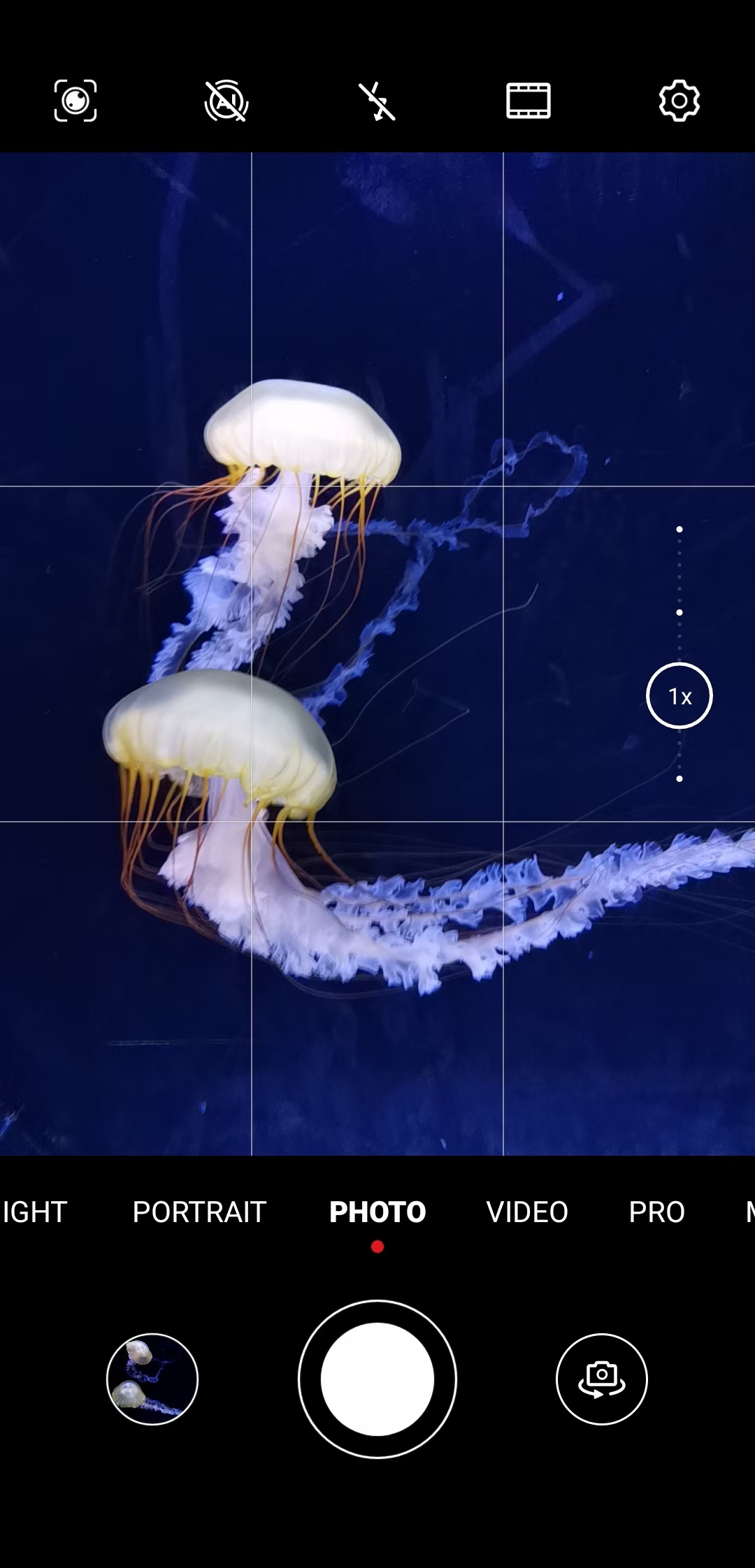 水母