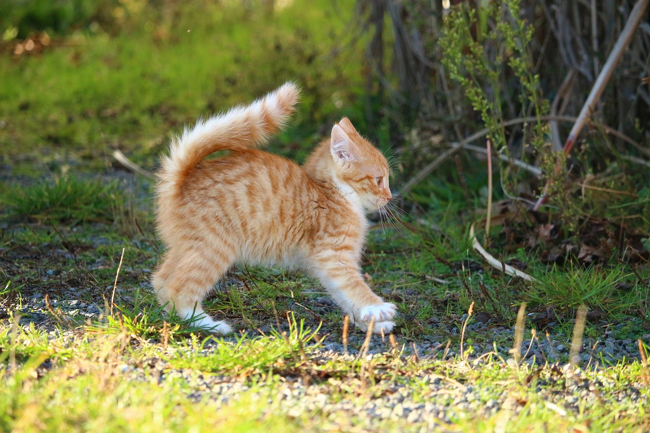 小猫都能懂的英语语法